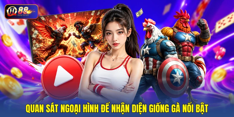 Quan sát ngoại hình để nhận diện giống gà nổi bật